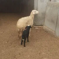 گوسفند|حیوانات مزرعه|سیمین شهر, |دیوار