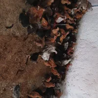 جوجه ۴۰ روزه