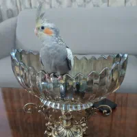 جوجه عروس هلندی دونخور