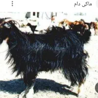 25راس بز گم شده