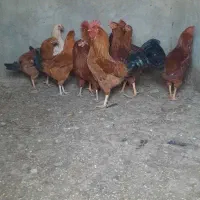 خروس|حیوانات مزرعه|شراء, |دیوار