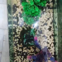 اکواریم با ماهی درحد|ماهی|قزوین, |دیوار