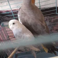 عروس هلندی وعشق باقفس|پرنده|جلین, |دیوار