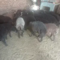 ماده زیبا