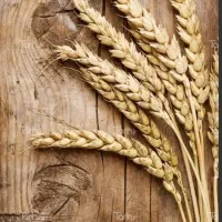 گندم