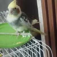 عروس هلندی فول اهلی  دو قلو فول کپی