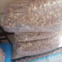 خرما سفید|حراج|کرمان, |دیوار