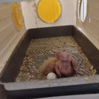 عروس هلندی مولد سخنگو