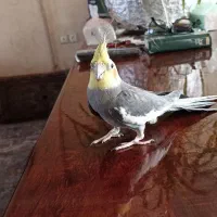 عروس هلندی دستی|پرنده|چناران, |دیوار