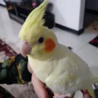 جفت عروس هلندی