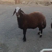 بره نر سنگین