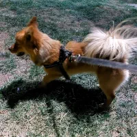 سگ اشپیتز روباهی گمشده،|سگ|کرمانشاه, |دیوار