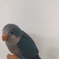 طوطی راهب بازیگوش و سخنگو