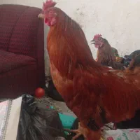خروس