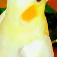 تعدادی عروس هلندی جفتی وتکی|پرنده|شیراز, گویم|دیوار