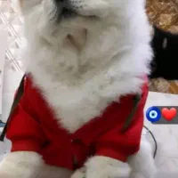 سگ چاوچاو|سگ|ساری, |دیوار