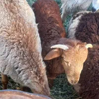 فروش نون خشک تمیز