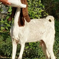 بز پتیری اصل|حیوانات مزرعه|جیرفت, |دیوار