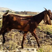 ساورین و بز پاکستانی اصیل