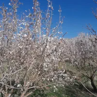 فروش زمین زراعی