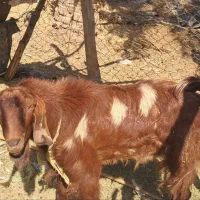 فروش نری