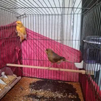 قناری پرتقالی نروماده|پرنده|پاکدشت, پاکدشت (مامازند)|دیوار