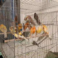 قناری رنگی بدون رنگ خوردگی