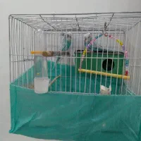 مرغ عشق انگلیسی سرحال|پرنده|محمدشهر, جعفرآباد|دیوار