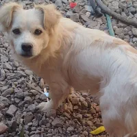 سگ پا کوتاه۲ تا هستن