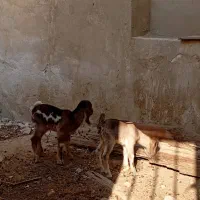 بز پاکستانی|حیوانات مزرعه|چغادک, |دیوار