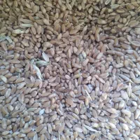 گندم..|خوردنی و آشامیدنی|کوهنانی, |دیوار