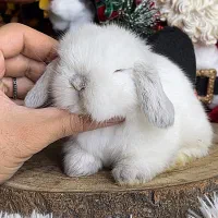 خرگوش لوپ Angle|موش و خرگوش|سنندج, |دیوار