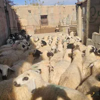 میش عراقی داشتی|حیوانات مزرعه|سرچهان, |دیوار