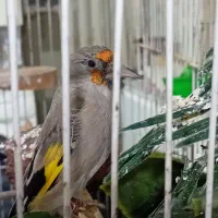 سهره ماده|پرنده|بیرجند, |دیوار