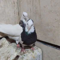 طوقی هفت رنگ|پرنده|اصفهان, سرشبادران|دیوار