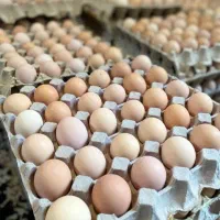 فروش تخم مرغ محلی (گلپایگانی) نطفه دار وخوراکی