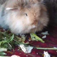 خرگوش‌لوپ‌اکراینی