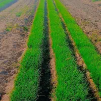 نهال پیاز راتاپاکتی