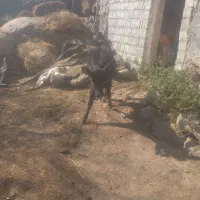 گاوگوساله ماده دامازدق|حیوانات مزرعه|اردبیل, |دیوار