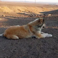 سگ سراب دورگه|سگ|سمنان, |دیوار