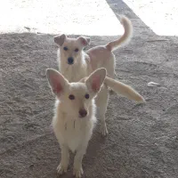 واگذاری دوعد سگ پاپی