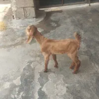 درود کهره شیری پاکستانی ماده سالم و سر حال