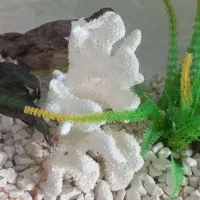 آکواریوم شرکتی وخانگی|ماهی|مشهد, رستگار|دیوار