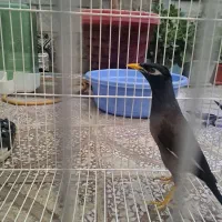 جوجه مینا نقدیامعاوضه باقفس بزرگ ولانه جاواهم دارم