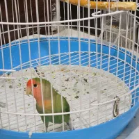 طوطی برزیلی زیبا با قفس|پرنده|قم, شاه سید علی|دیوار