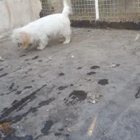 سگ بازی گوش