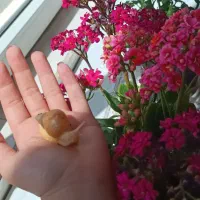 فروش فوق العاده حلزون