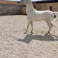 مادیان ترک قدیمی روزگاری