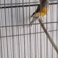 پرنده|پرنده|کرمان, |دیوار