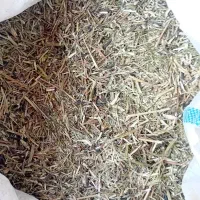 کاه ماش درجه یک|حیوانات مزرعه|گتوند, |دیوار